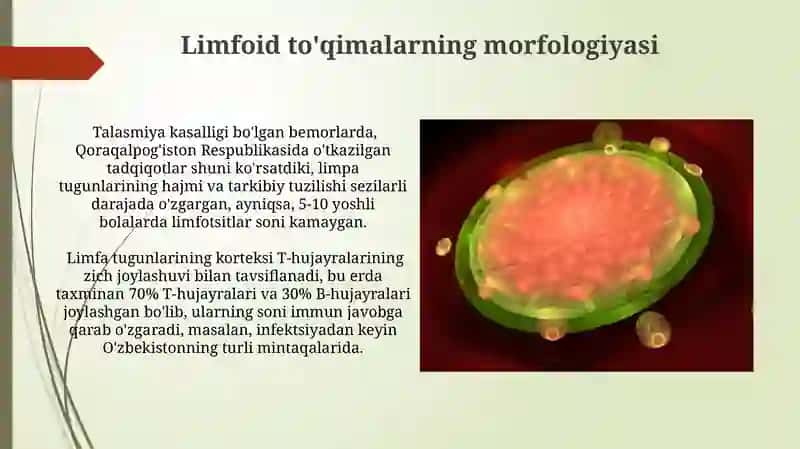 Limfoid to'qimalarning morfologiyasi 3