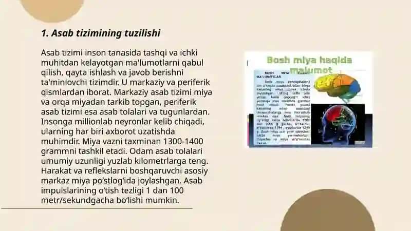 Nevr sistemasi va Bosh miya 3
