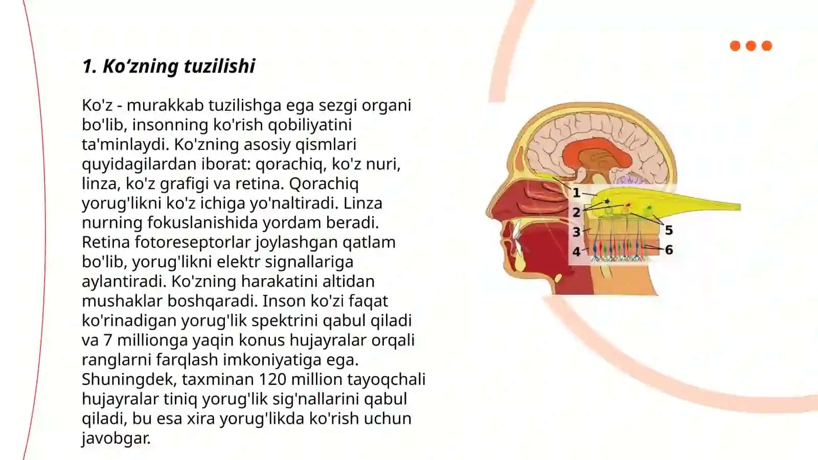 Ko‘zning tuzilishi 3