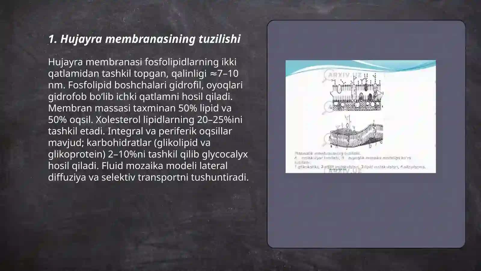 HUJAYRA MEMBRANASI 3