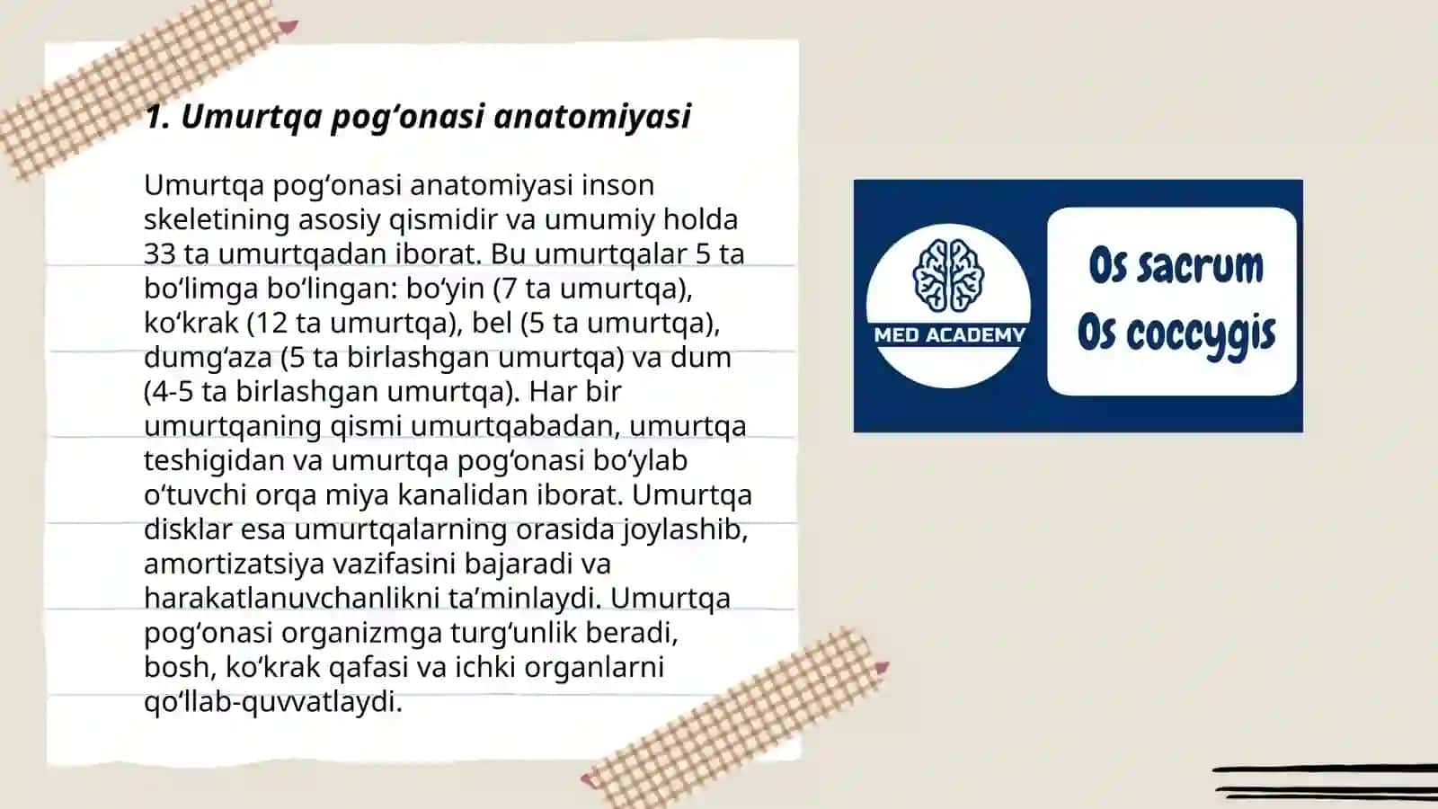 Umurtqa pogʻonasi suyaklari 3