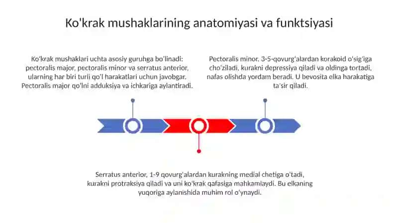 Koʻkrak qafasi muskullari 3