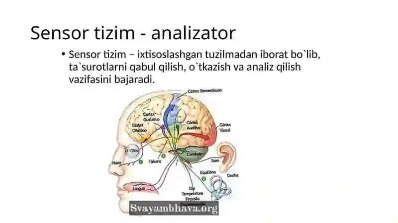 Analizatorlarning yosh xususiyatlari va gigienasi 3