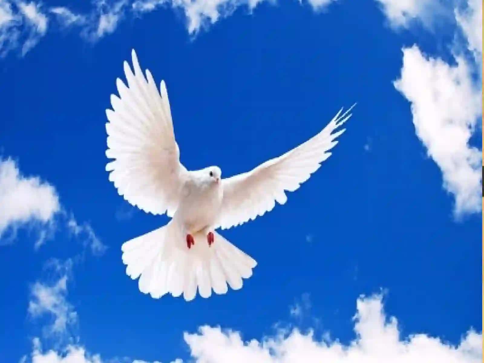 Qushlar migratsiyasi 3