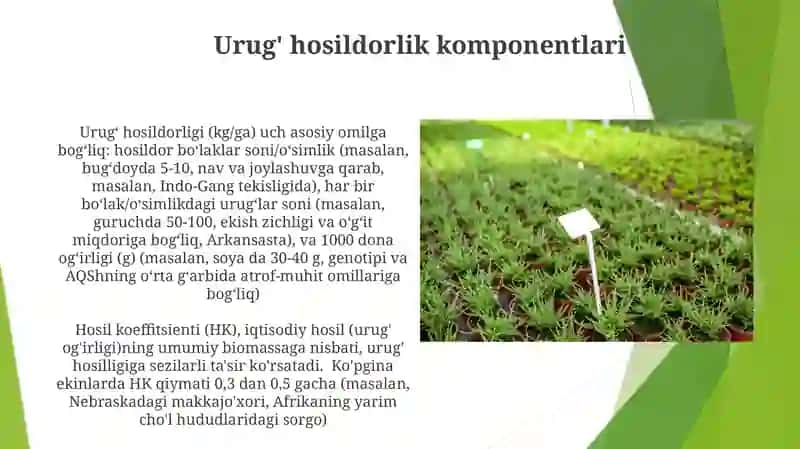 Urug' hosildorligi tahlili 3
