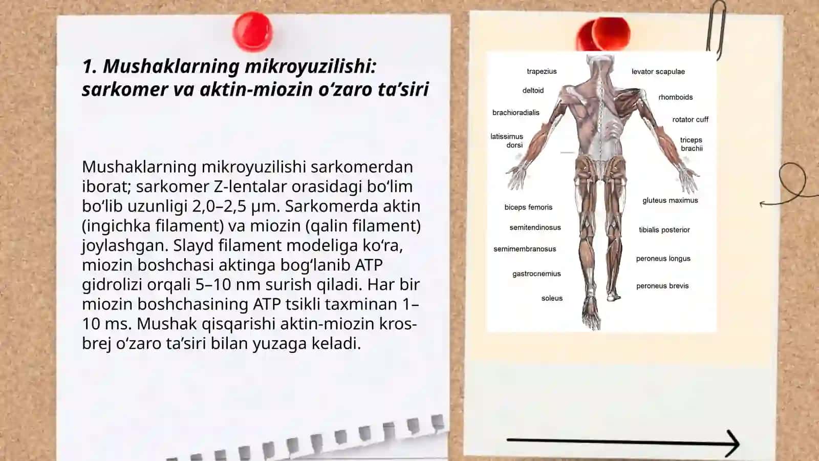 Muskullar ishi va biomexanikasi 3