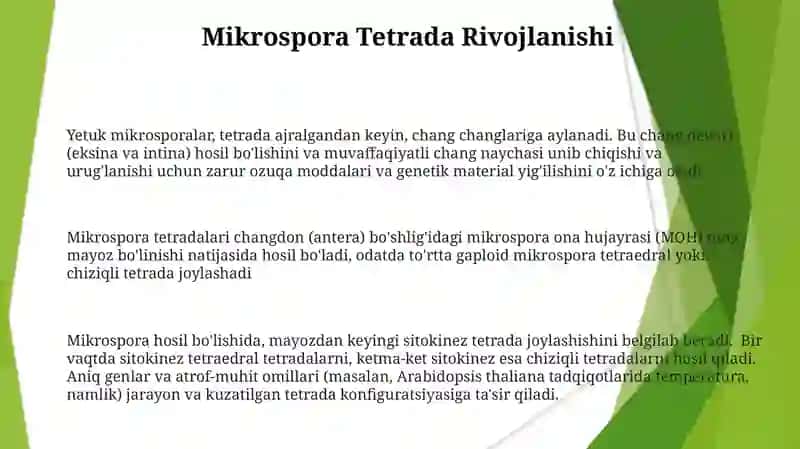 Mikrosporagenez 3