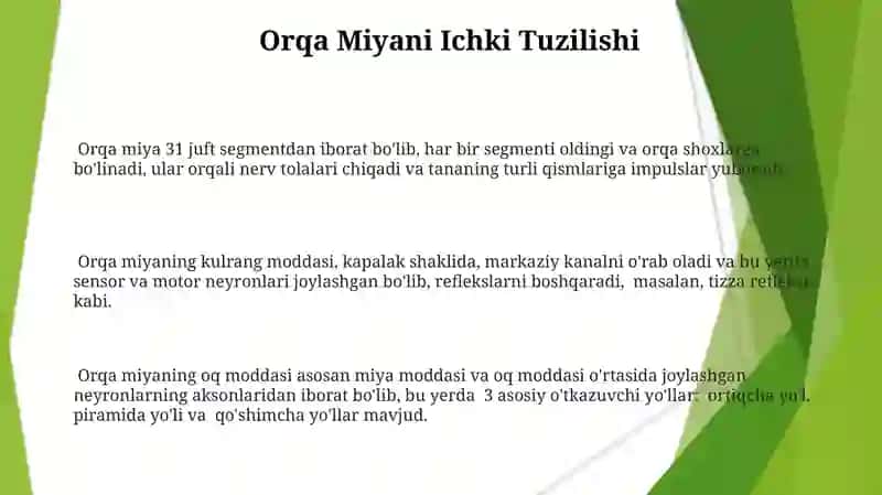 Orqa miyaning tuzilishi 3