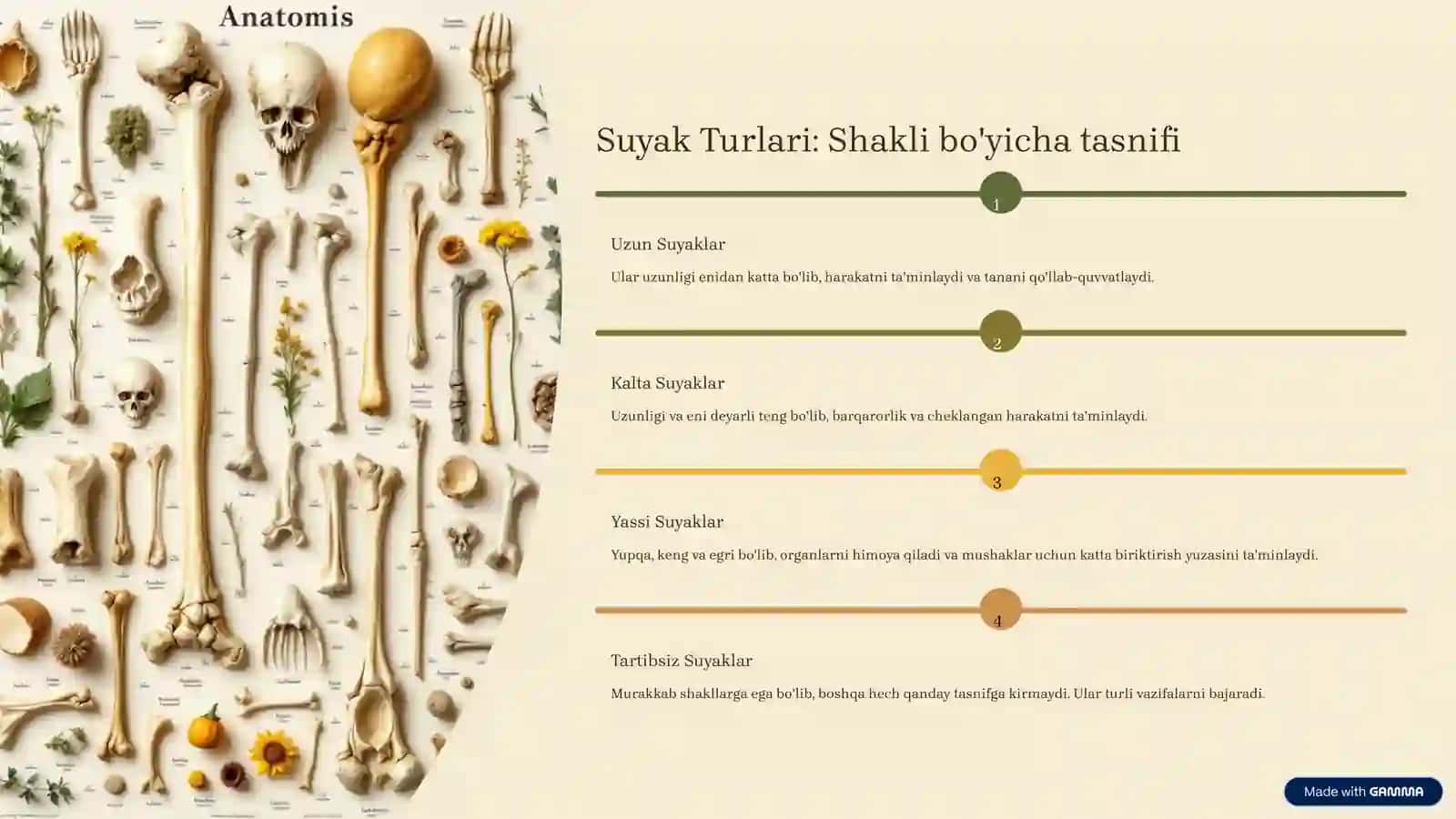 Suyaklarning turlari va vazifasi 3