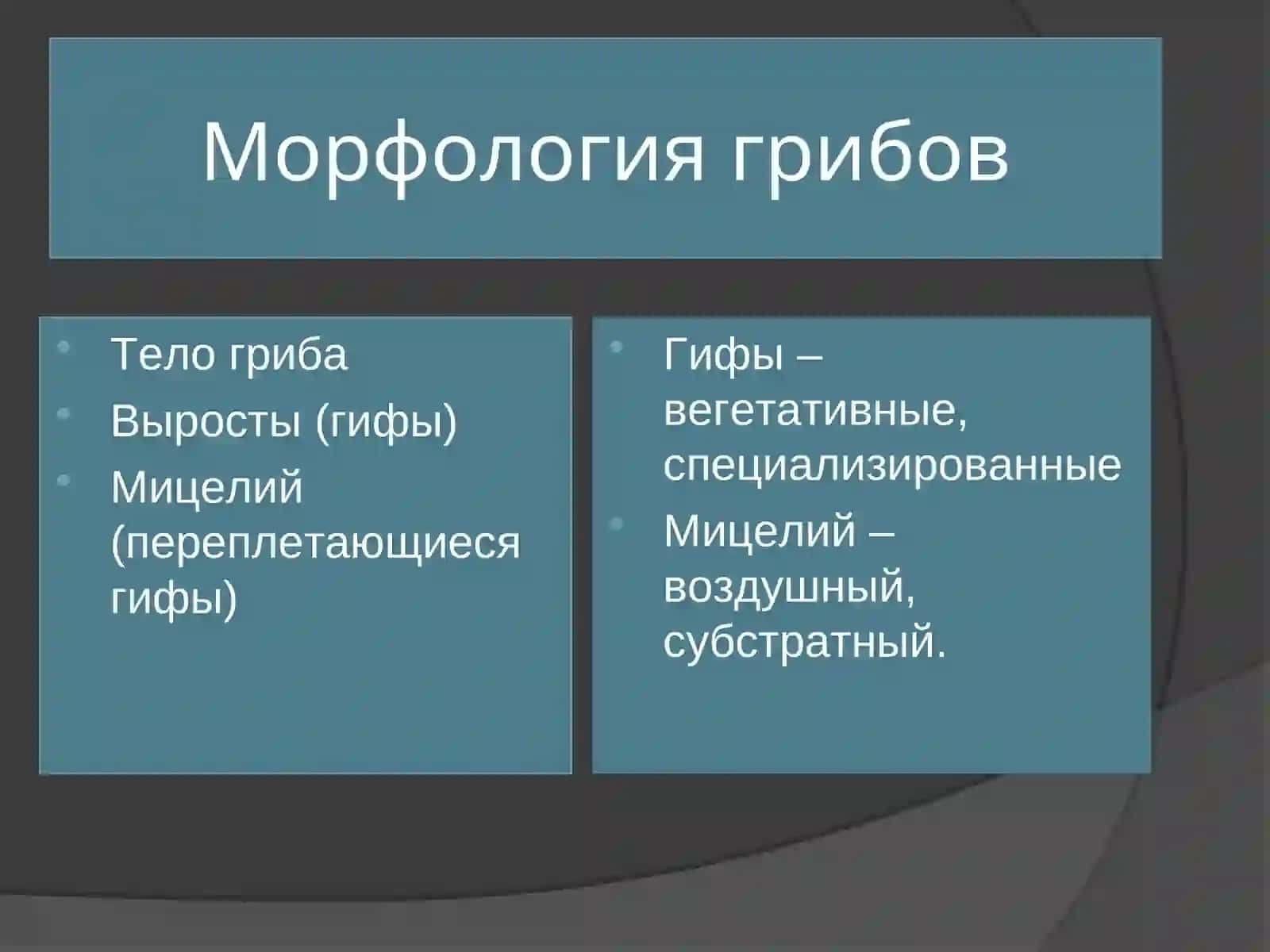 Клеточные формы микроорганизмов 3