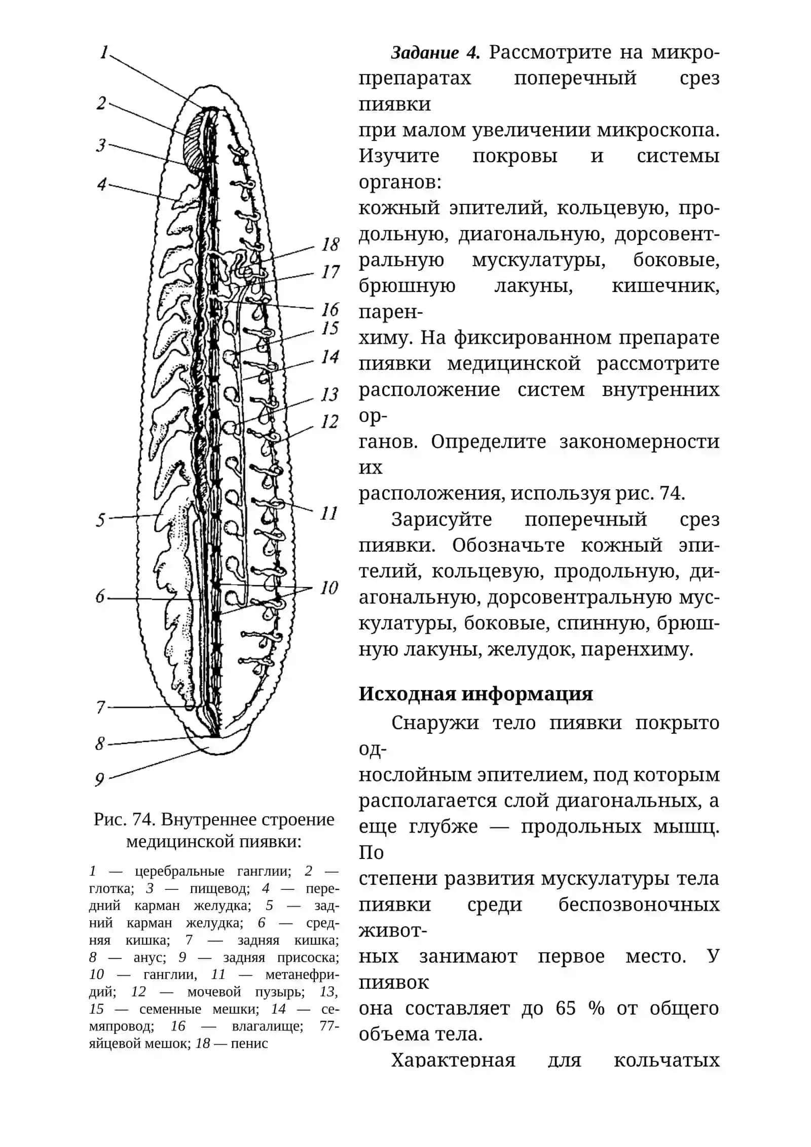 ОСОБЕННОСТИ СТРОЕНИЯ ПИЯВОК 3