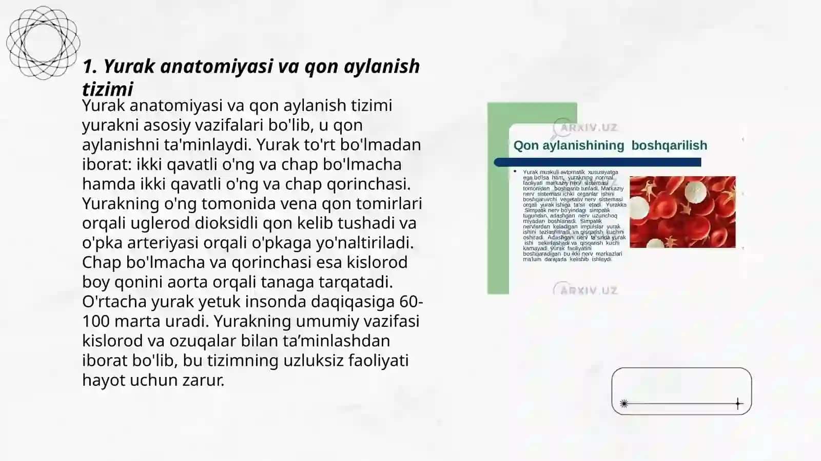 Yurak anatomiyasi va qon aylanish tizimi 3