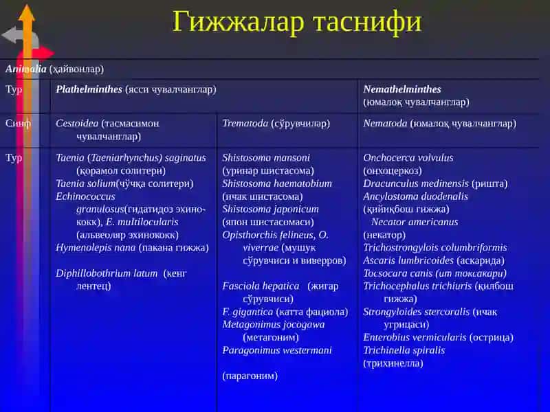Гижжа касалликлари 3