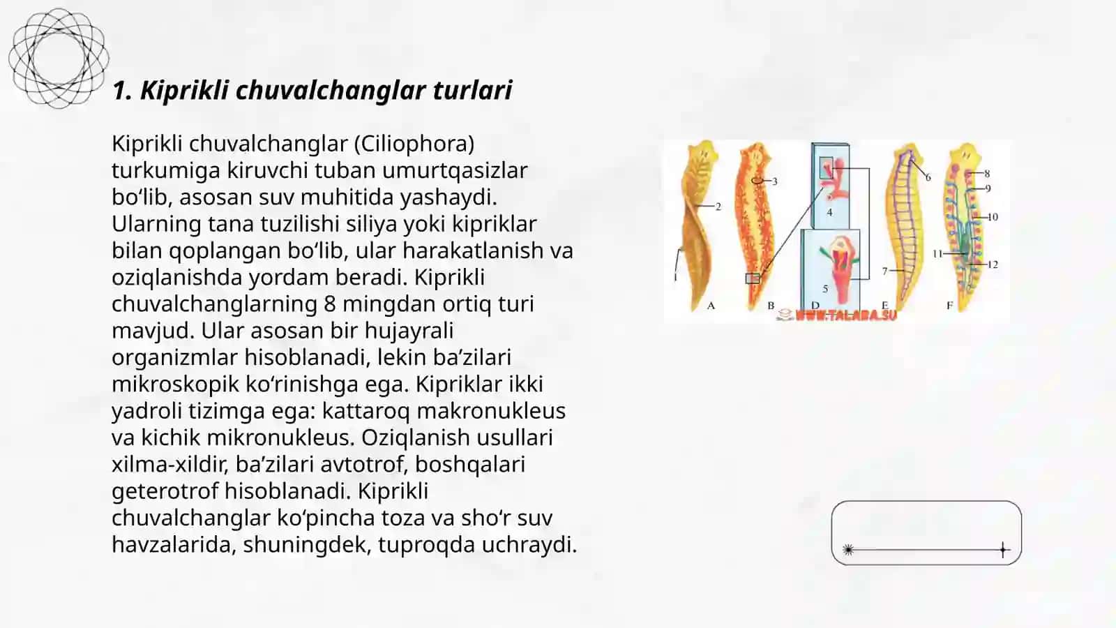Yassi chuvalchanglar tipi. Kiprikli chuvalchanglar tasnifi 3
