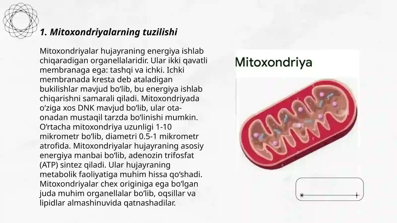 Mitoxondriyalarning tuzilishi 3