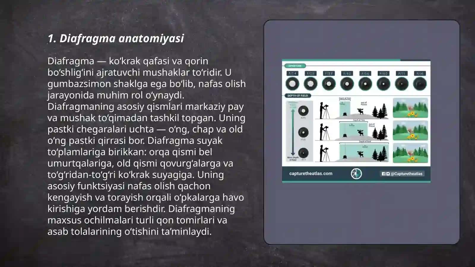 Diafragma anatomiyasi 3