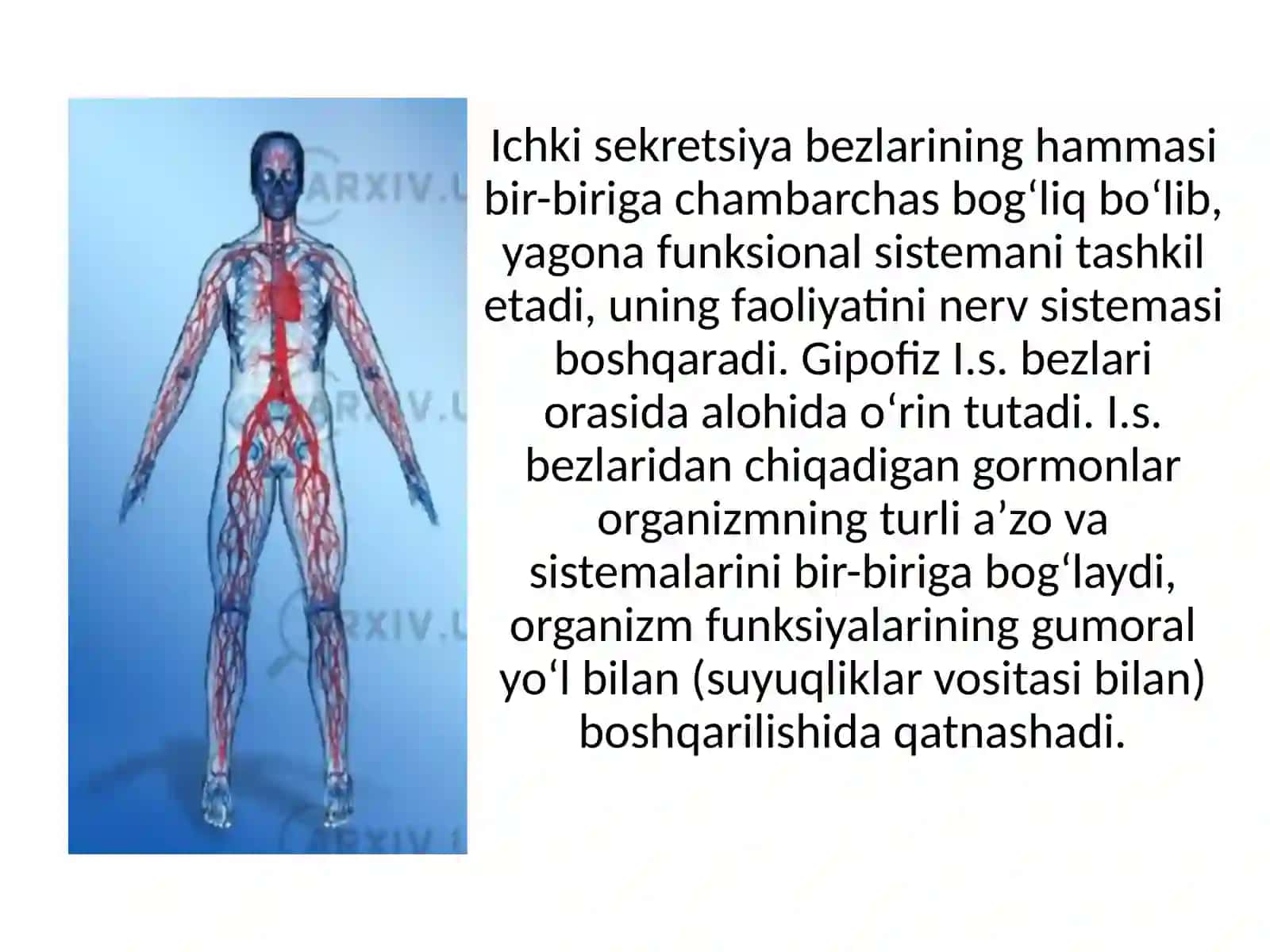 Ichki sekretsiya bezlari va ularning garmonlar 3