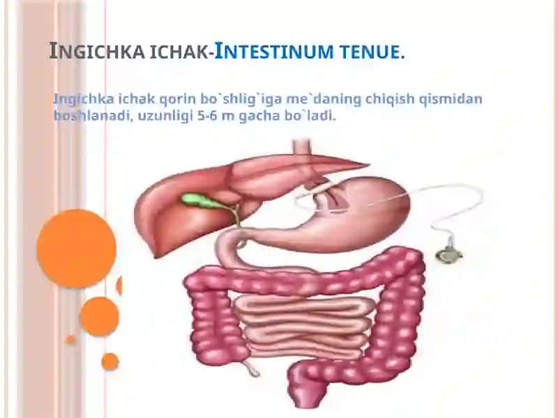 Meda va ichakda ovqat hazm qilish sistemasi 3