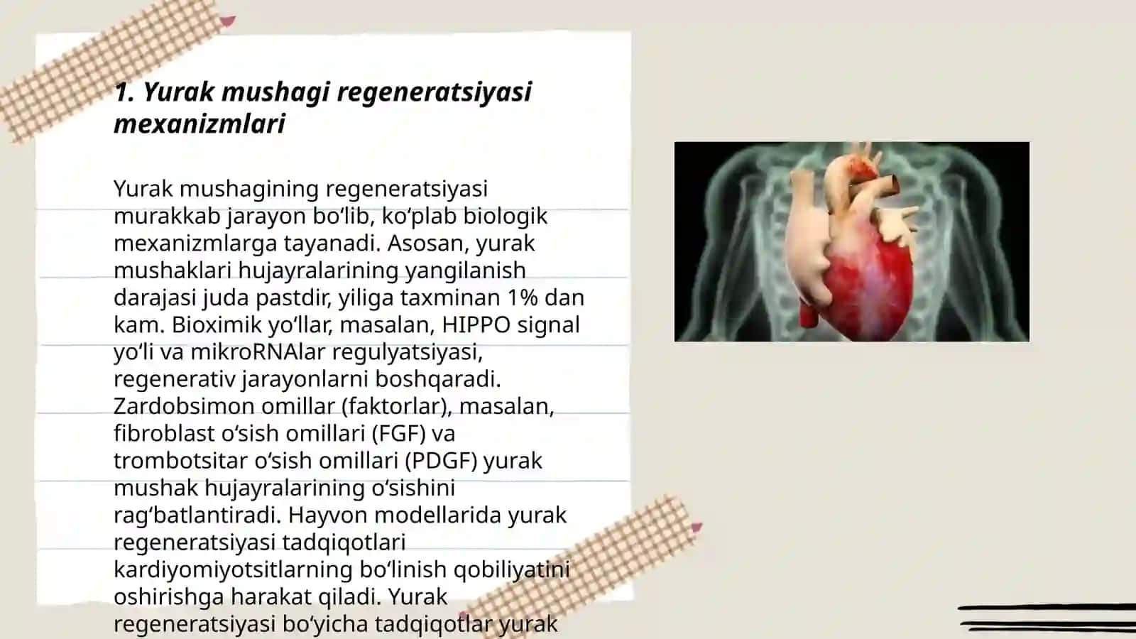 Yurak mushagi regeneratsiyasi 3