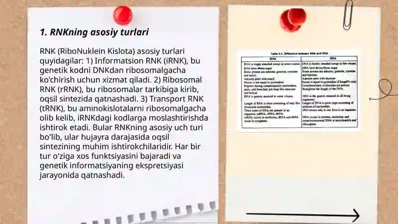 RNk turlari va vazifalari 3