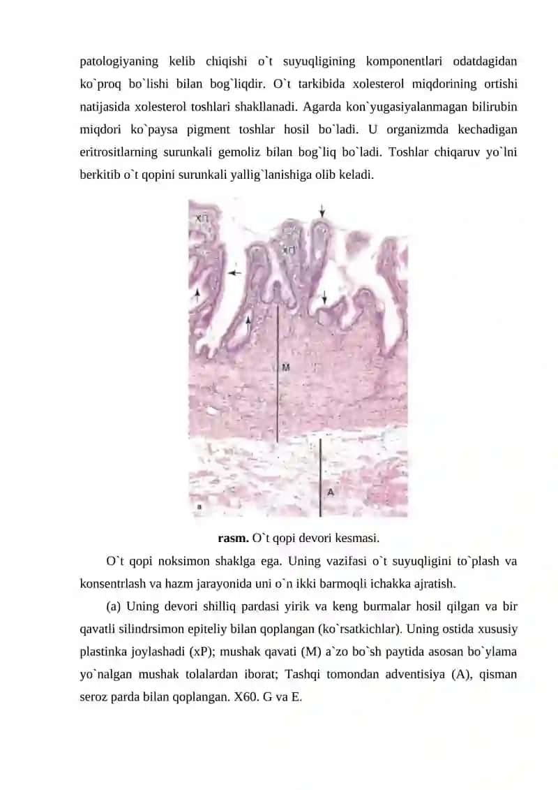 O`t yo`llari va o`t qopi tuzilishi 3