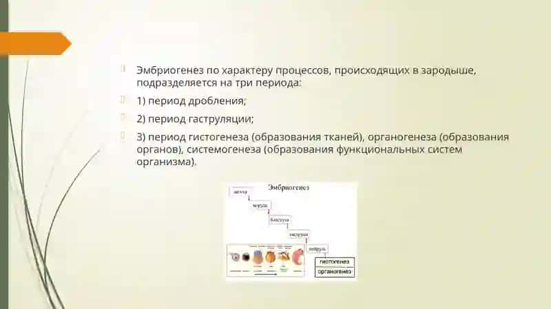 Периоды эмбриогенеза 3