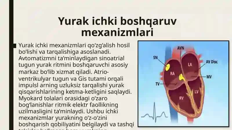 Yurak faoliyatini boshqarilishiniOʻzigaxosligi 3