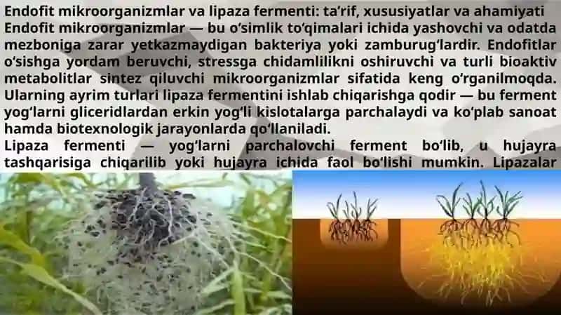 Endofitlardan lipaza fermentini ajratib olish usullari 3