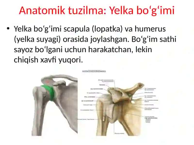 Yelka va son suyagi chiqishlari 3