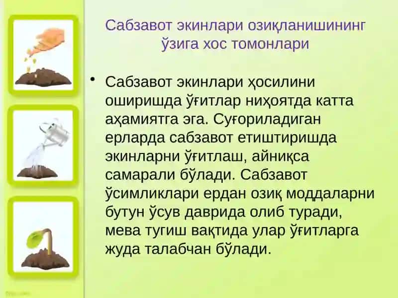 Сабзавот экинларини ўғитлаш 3