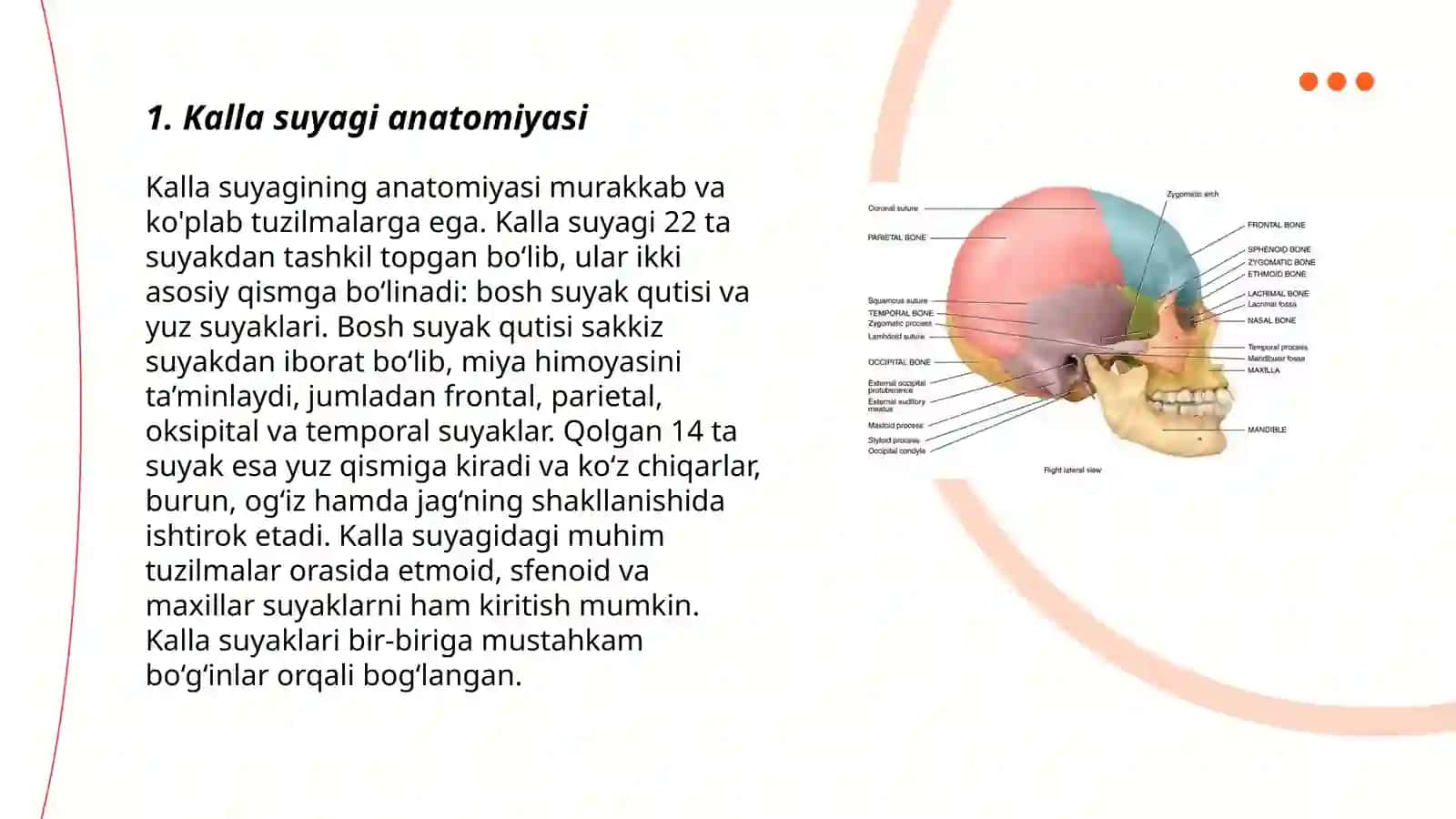Kalla suyagi anatomiyasi 3