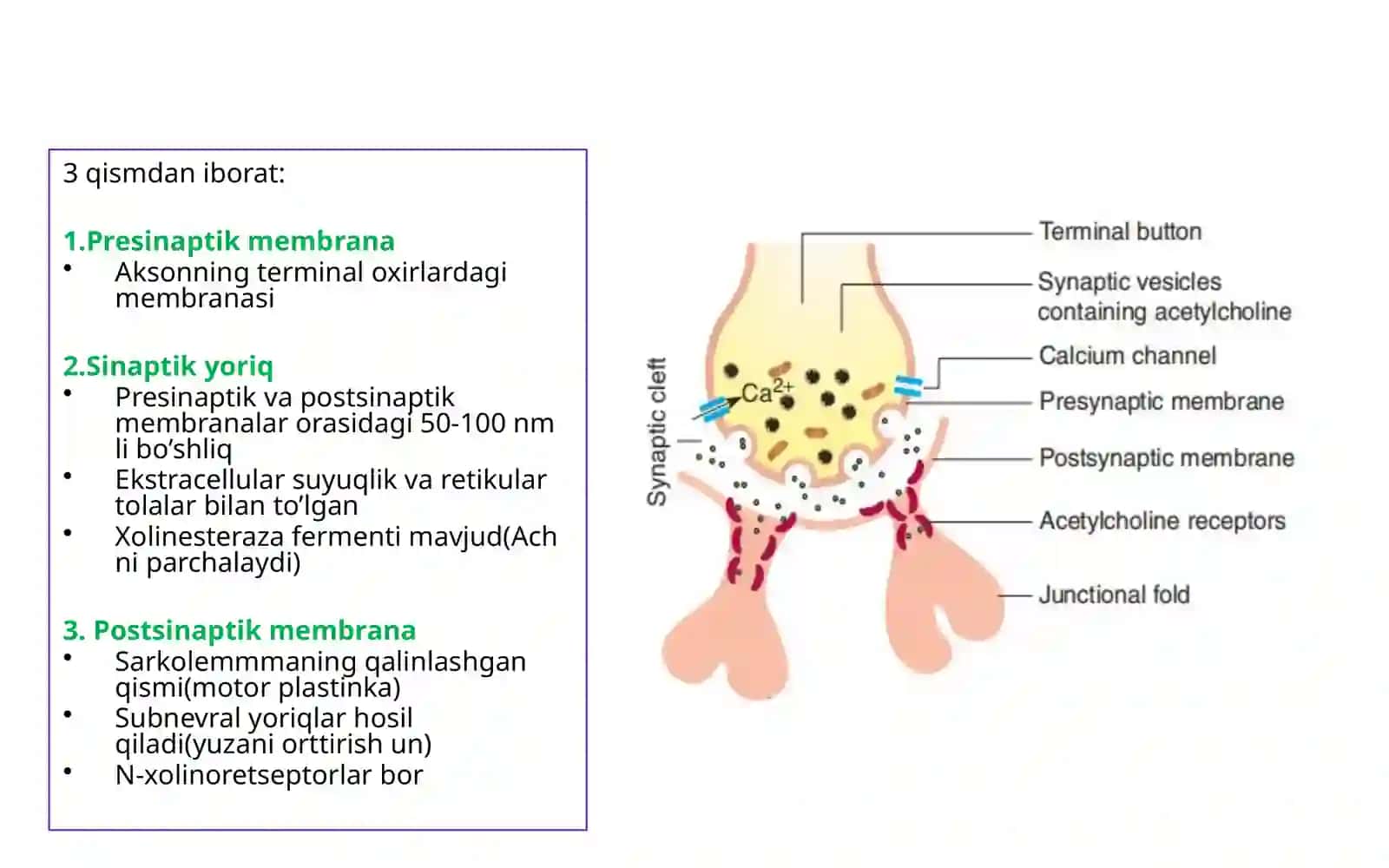 Fiziologiya 3 3