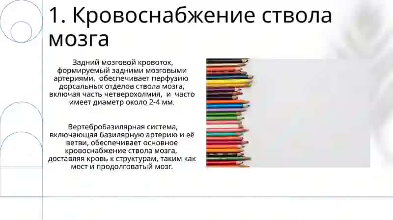Ствол головного мозга 3