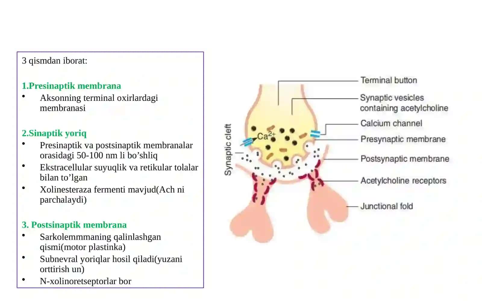 Muskullar Fiziologiyasi 3