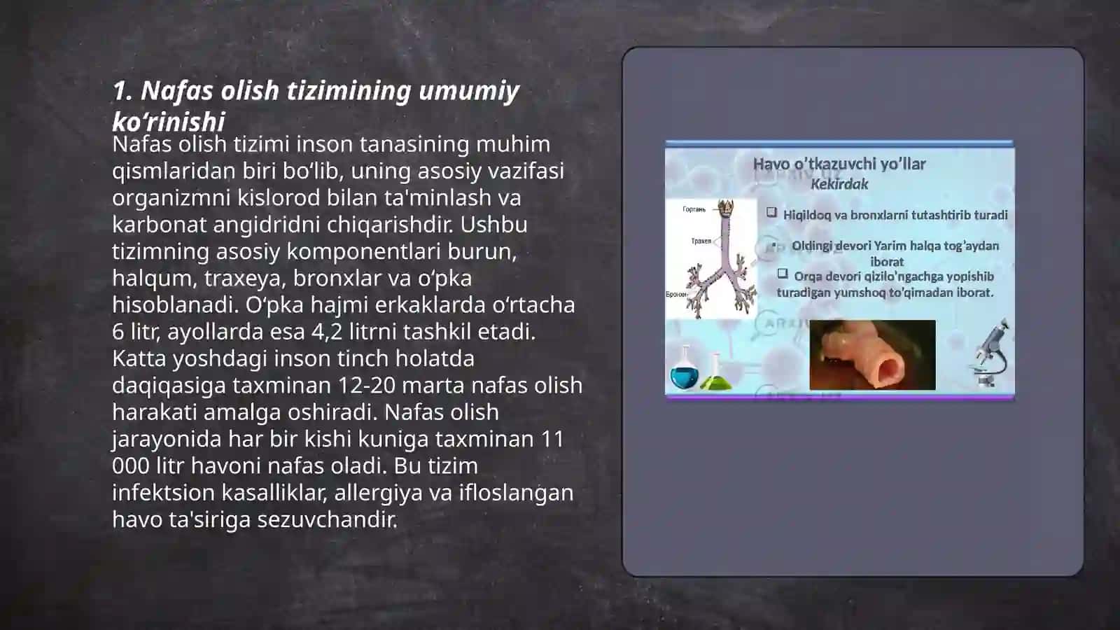 Nafas aʼzolarining tuzilishi 3