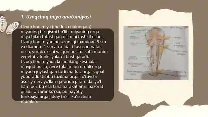 Uzunchoq miya, miya koʻprigi 3