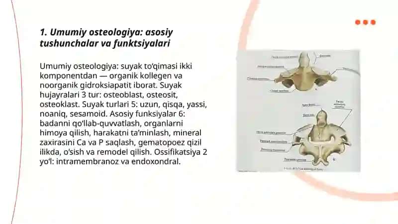 Umumiy osteologiya 3