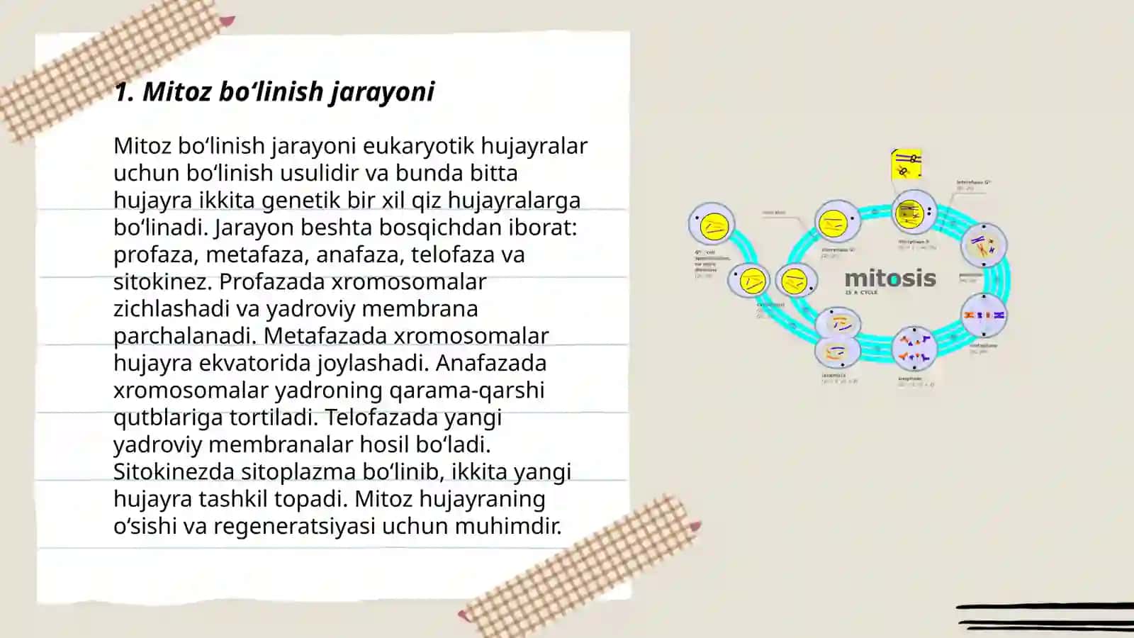 Mitoz Nazaryasi 3