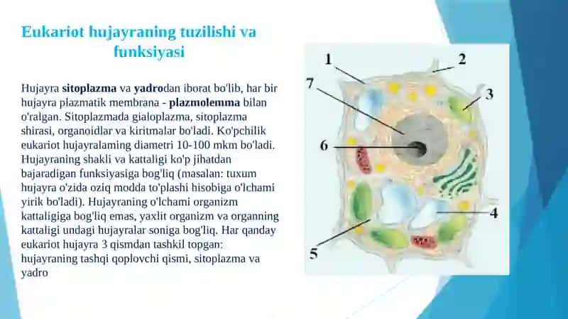 Eukariothujayralarning ultrastrukturaviy tuzilishi 3