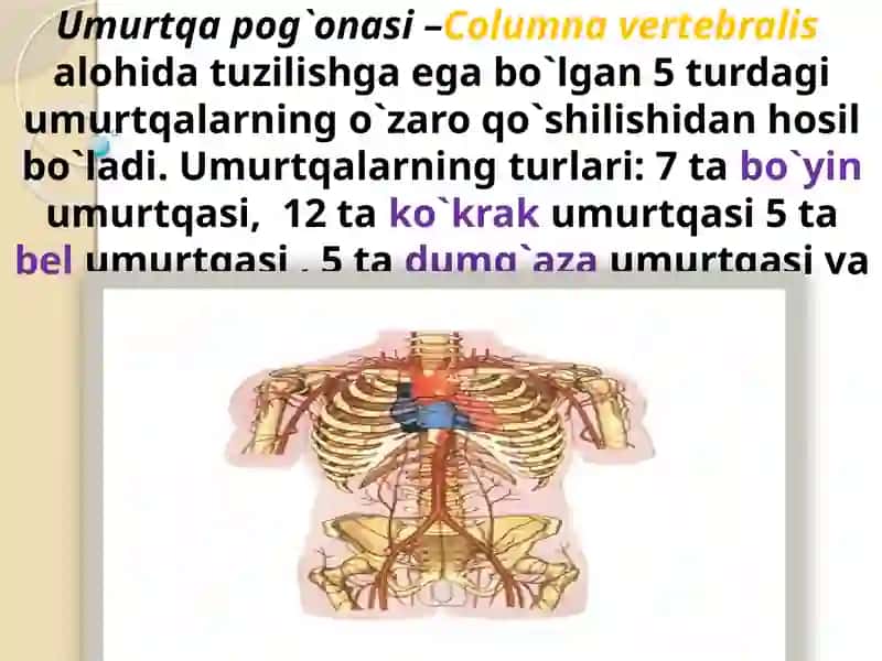 Umurtqa pog'onasi tuzulishi 3