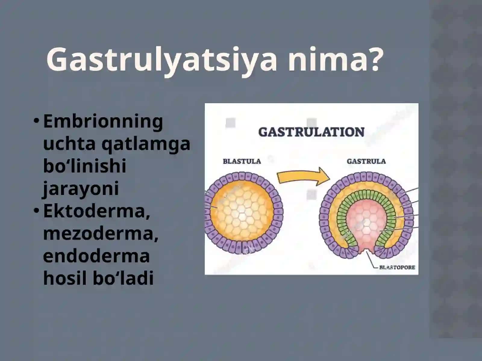 Gastrulyatsiya va O‘q Organlar 3