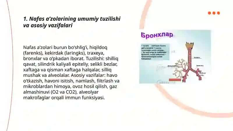 Nafas aʼzolari. Hiqildoq va kekirdak. Oʻpka havo oʻtkazuvchi yoʻllar - bronxlarning tuzilishi 3
