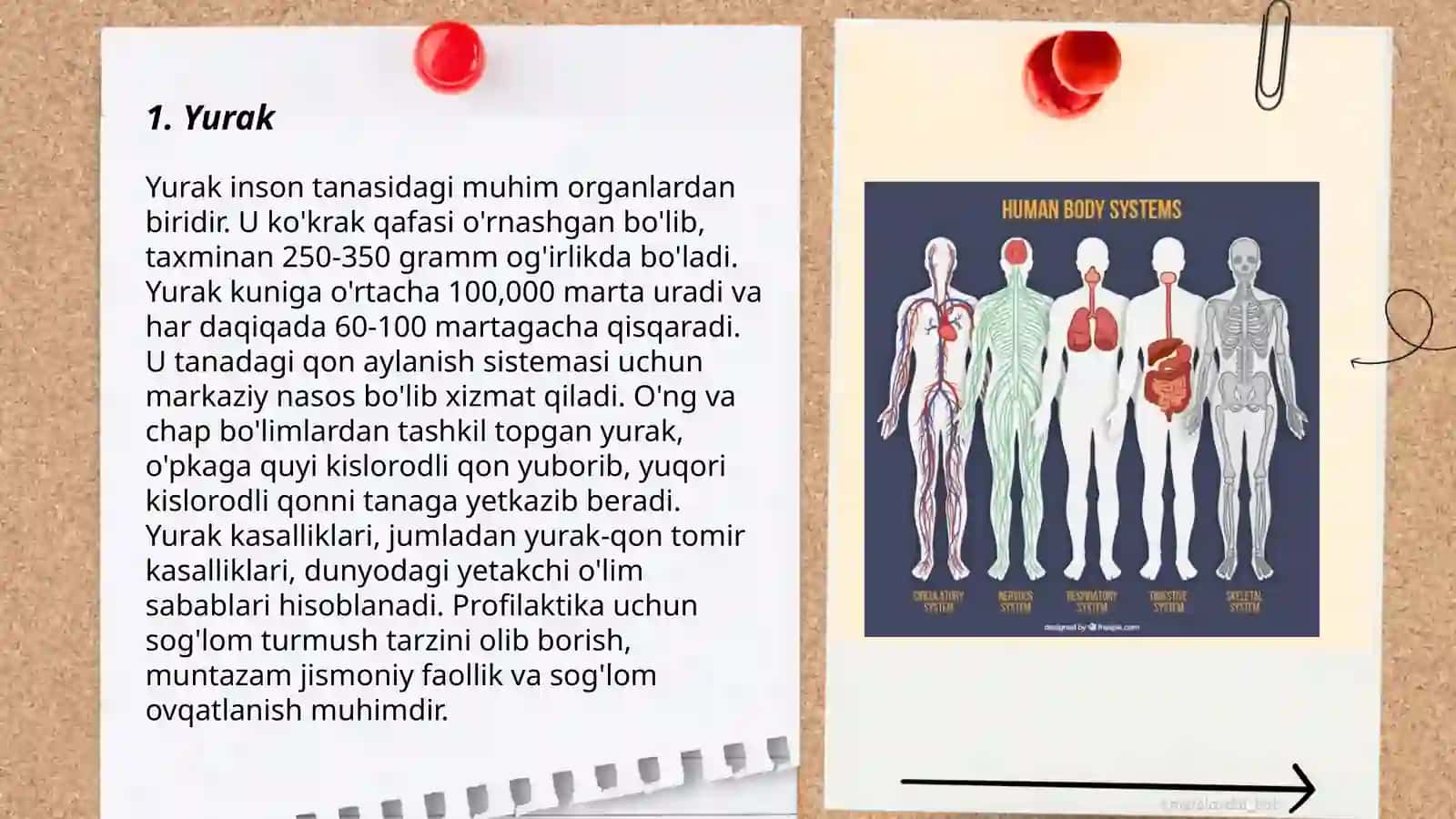 Yurak 3