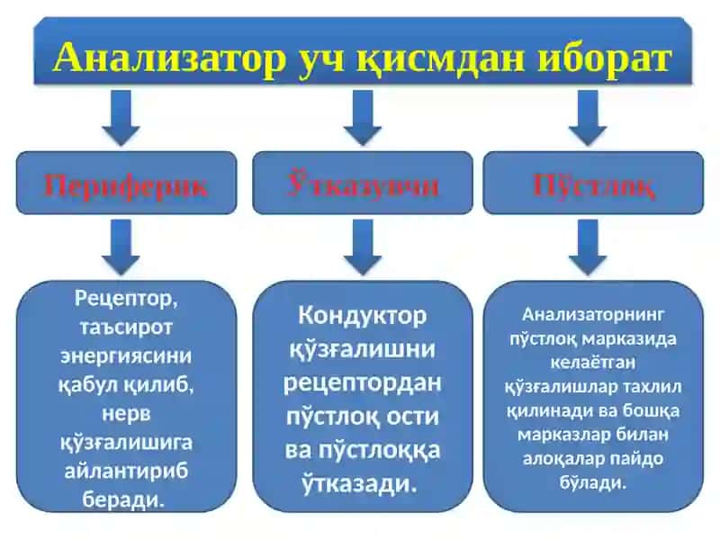 Сезгисфераси 3