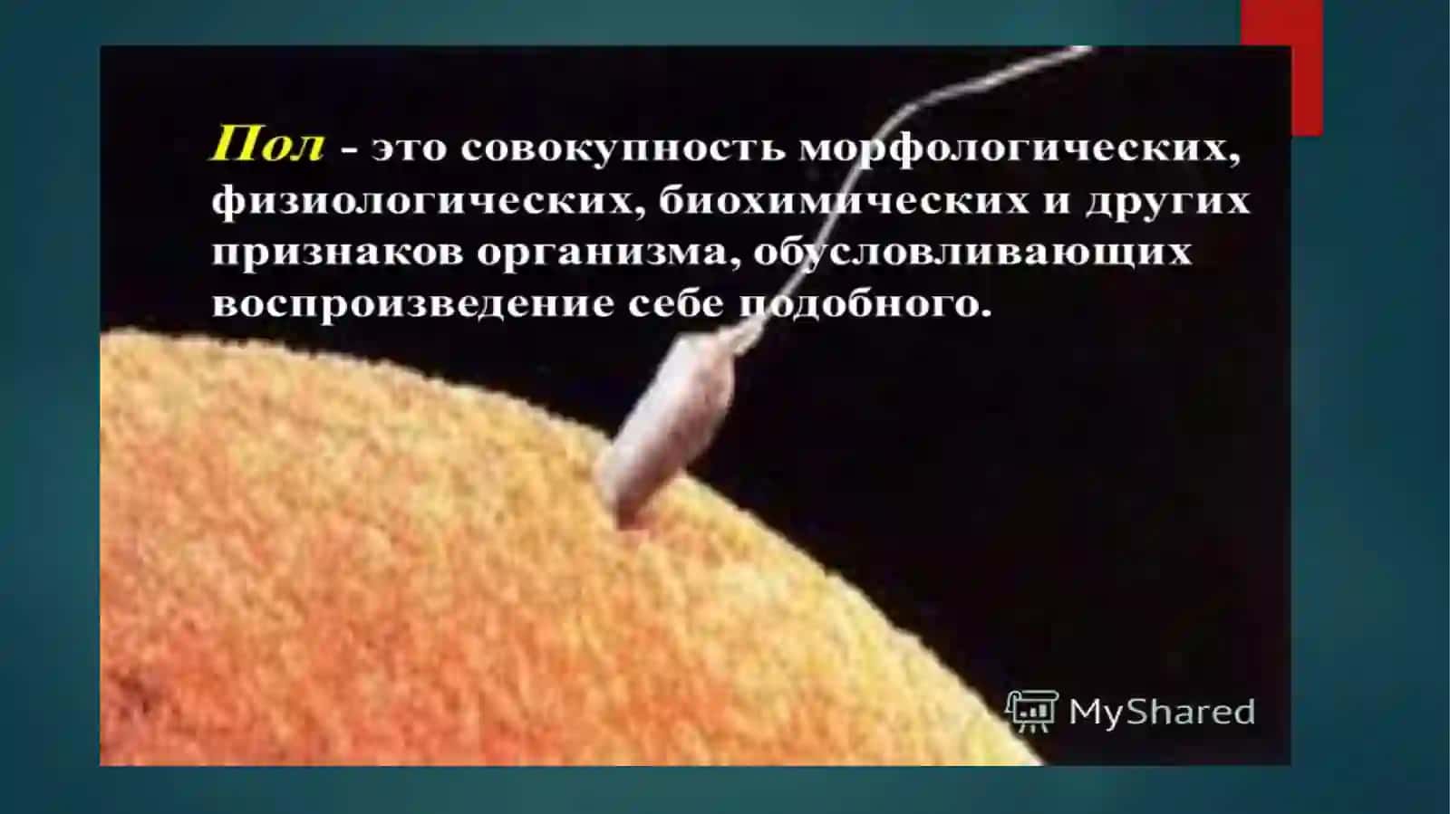 НАСЛЕДОВАНИЕ ПРИЗНАКОВ, СЦЕПЛЕННЫХ С ПОЛОМ 3