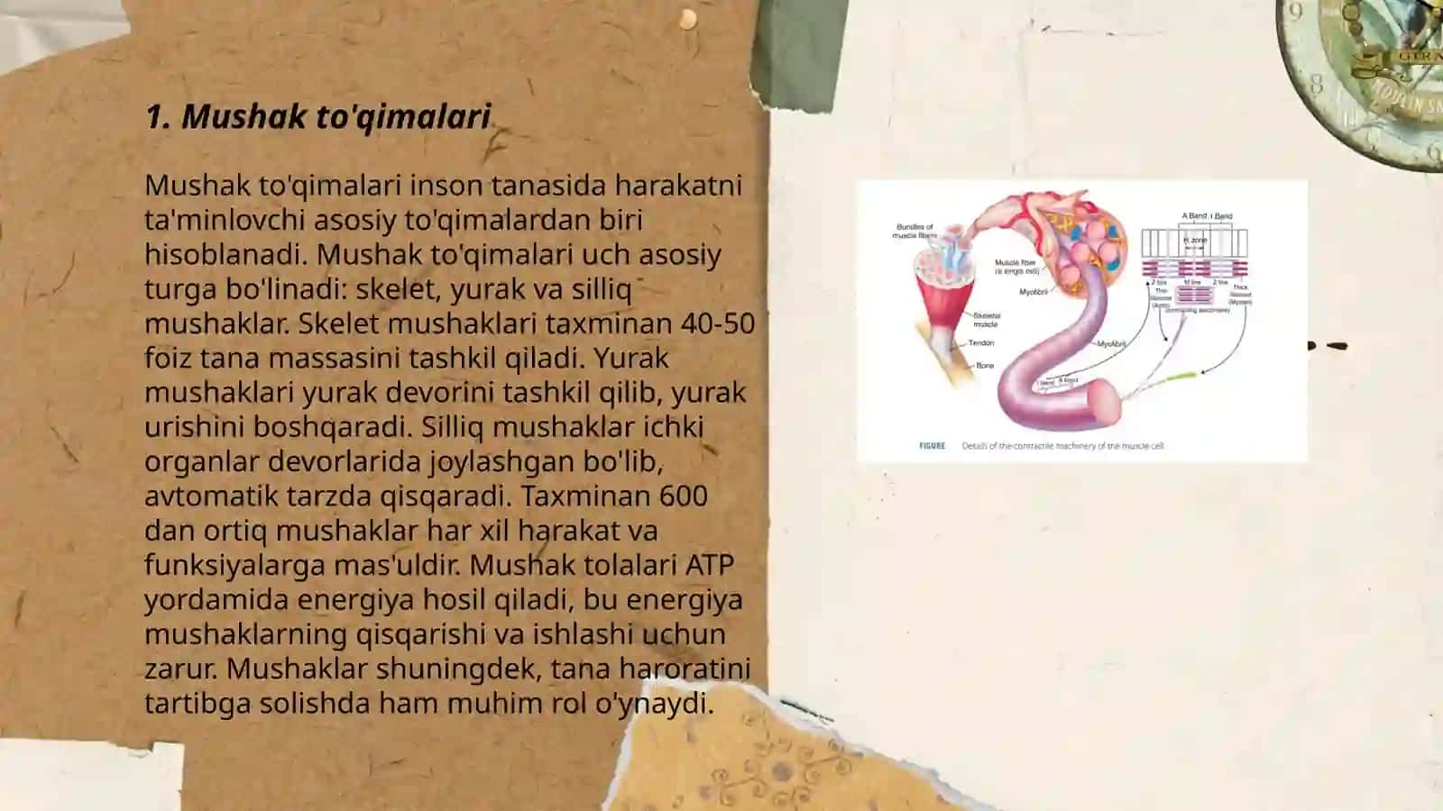 Mushak to'qimalari 3