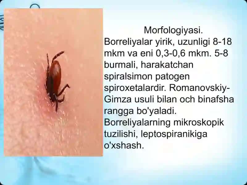 Borreliozlar 3
