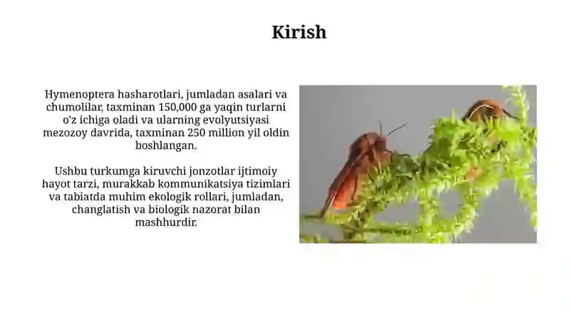 Hymenoptera Hashorotlar 3