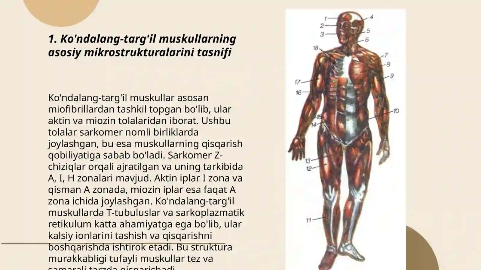 Ko'ndalang-targ'il muskullar mikrostrukturasi 3