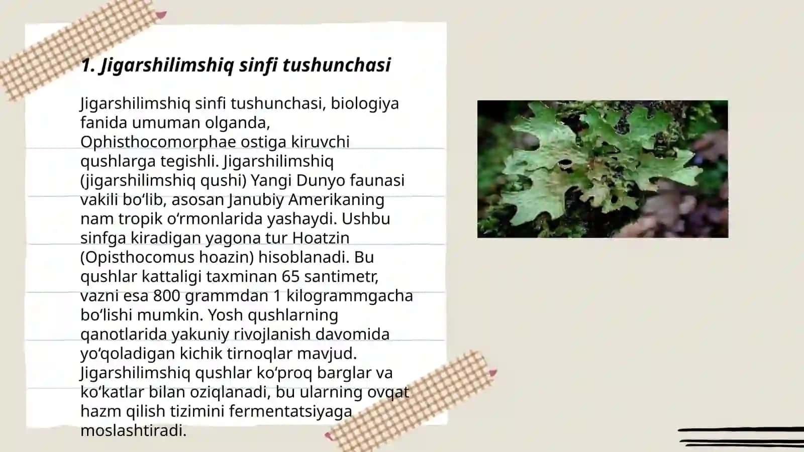 Jigarshilimshiq sinfi tushunchasi 3